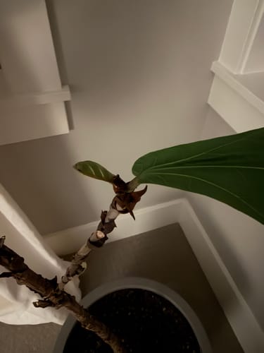 Reviewer's close-up of a houseplant sprouting a new, green leaf from a bare stem after using the Plant Food.