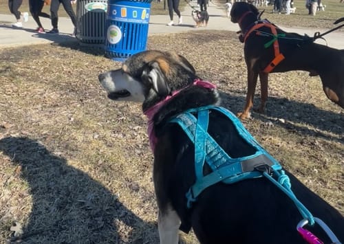 Customer's dog sitting outdoors wearing the bright blue Non-Stop Dogwear Rush Harness.