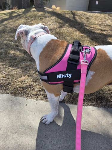 Customer photo review of Dogshood ™