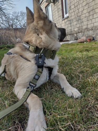 Customer photo review of 1.4m Swivel Combat Lead | Anti-Tangle & Secure Clip - Khaki