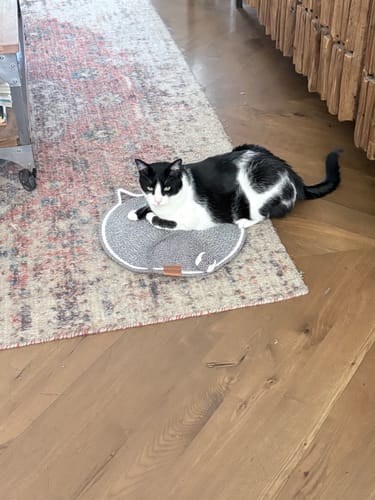 Customer photo review of Instinct Mat | The Scratching Mat Her Biology Actually Recognizes (NEW)