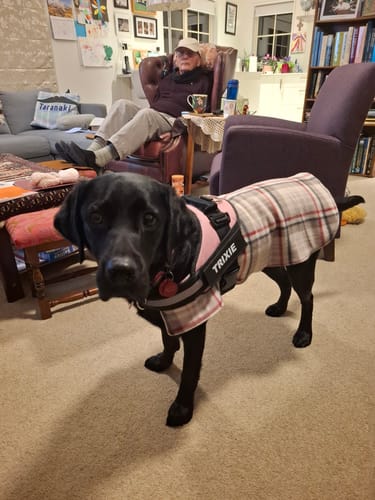 Customer photo review of No Pull Dog Harness Australia | Easy On/Off in 2 Seconds