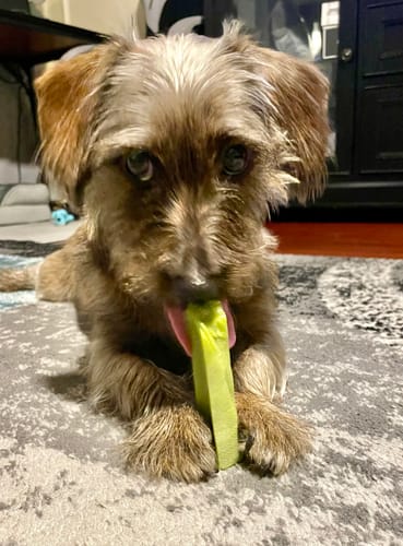 Customer's small dog lying on a rug, happily chewing a green Long-Lasting Yak Chew held between its paws.