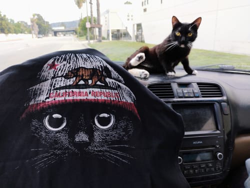 Customer's Statement Made USA shirt on a dashboard, with a real black cat sitting behind the shirt's cat graphic.