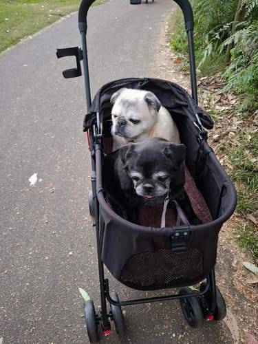 Customer's black Pet Stroller with two pugs sitting inside on an outdoor path, demonstrating its stability and size.