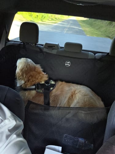 Customer's dog resting comfortably in the black car seat hammock cover, seen from the front seat of a car.