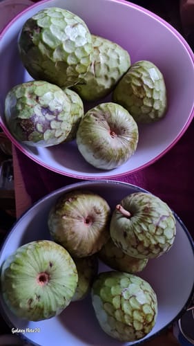 Ein Kunde zeigt die erhaltenen Bio-Cherimoyas in zwei weißen Schalen, die nun nachreifen.