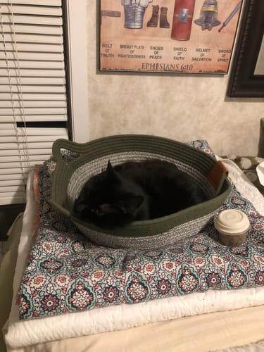 Customer photo review of Instinct Basket | Meet the first research-backed natural territory for indoor cats