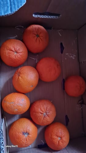 Ein Kunde zeigt die letzten großen Nova-Mandarinen in der Versandkiste.