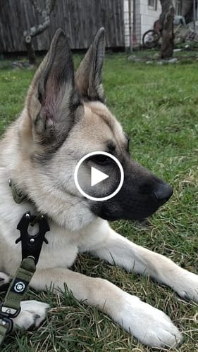 Customer video review of 4cm LIGHTER Combat® Collar | With Handle Rated Clip - Khaki x Khaki