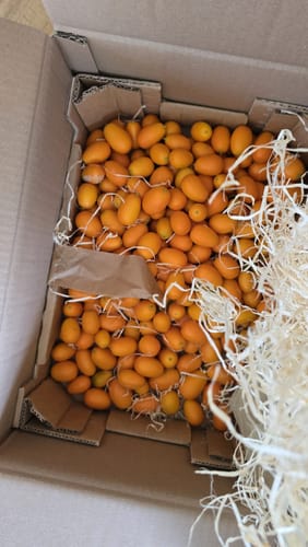 Kundenbewertung: Eine offene Versandkiste, gefüllt mit leuchtend orangen Bio-Kumquats und Polstermaterial.