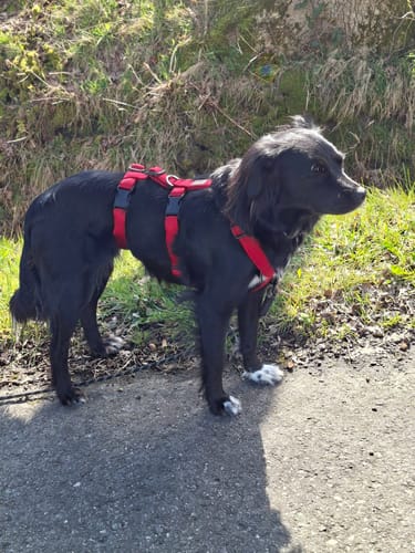 Customer photo review of Comfort Sicherheitsgeschirr, Panikgeschirr