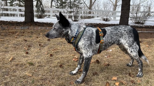 Customer's speckled dog wearing the colorful Line Harness 5.0 while standing in a grassy yard.