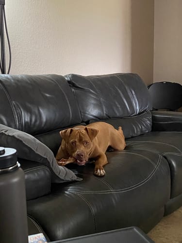 Customer's dog, Roxy, lying on a black leather couch while chewing on a Pig Ear.