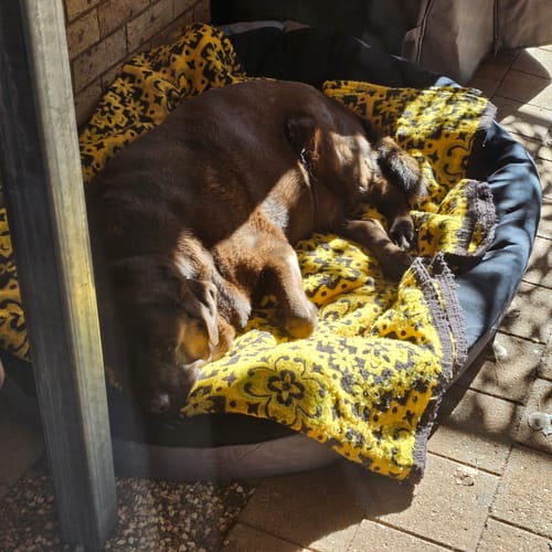Reviewer's large Labrador sleeping on the Outdoor Waterproof Dog Bed outdoors with a yellow blanket.