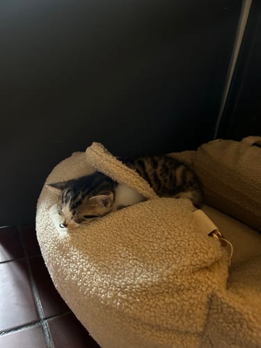 Customer photo review of Hazelnut | The Cosy Car Seat