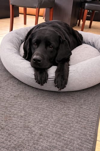 Un perro negro de un cliente descansa en su cama antiestrés con la funda de lino gris.