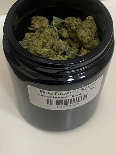 Customer's open black jar of Greenhouse Smalls, showing the green Blue Dream sativa buds inside.