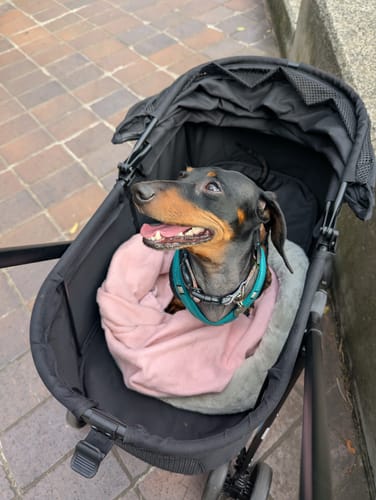 Customer's happy dachshund sitting in the black pet stroller, looking out from under the sun shade.