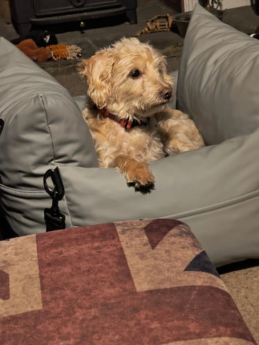 Customer photo review of The Dog Dock V2 New & Improved with ISO Fix