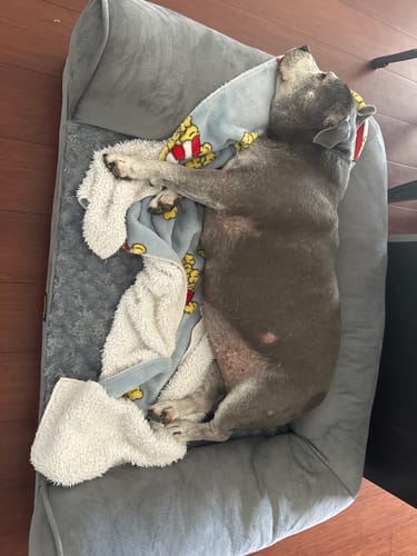 Reviewer's senior staffy sleeping on its back in the grey, orthopaedic Pet Sofa Bed.