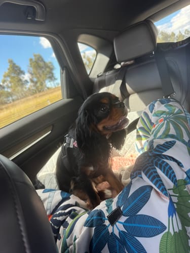 Customer's Cavalier dog sitting comfortably in the small Dog Car Booster Seat inside a car.