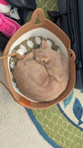 Customer photo review of Instinct Basket | Meet the first research-backed natural territory for indoor cats