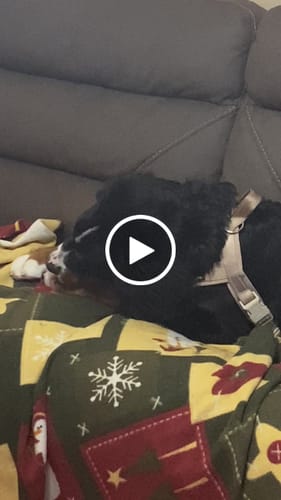 Customer video review of Strawberry Yak Chews