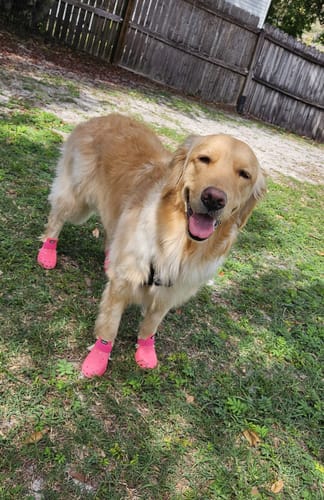 Customer photo review of WagWellies® Mojave