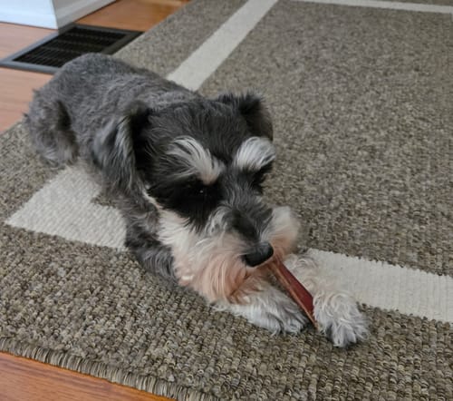 Customer's small Schnauzer dog lying on a rug and chewing a 6 Inch Standard Bully Stick.