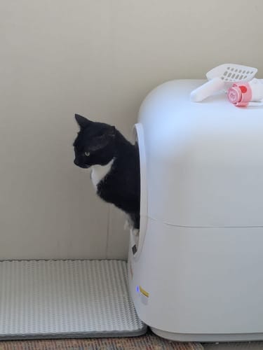 Customer's black and white cat peeking out of the white AutoClean Pro Automatic Self Cleaning Cat Litter Box.