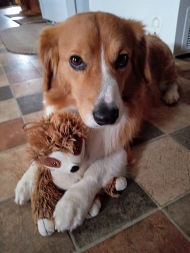 Reviewer's photo of their dog Patrick, mentioned in their review for the Love Is A Gift Bracelet.