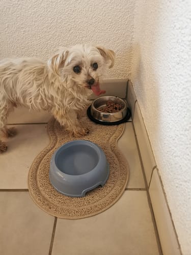 Customer photo review of OH MY DOG! Lamm