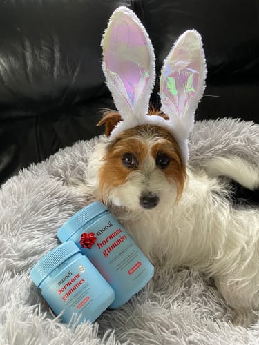Customer's dog wearing bunny ears posing with two light blue jars of Hormone Gummies.