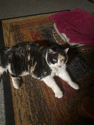 Customer photo review of 5x Blisso Advanced Cat Probiotic (Buy 2 Get 3 Free)