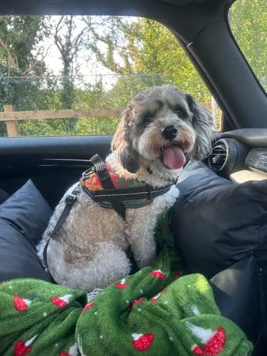 Customer photo review of The Dog Dock V2 New & Improved with ISO Fix