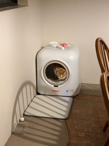 Reviewer's ginger cat looking out from inside the white AutoClean Pro cat litter box in a room corner.