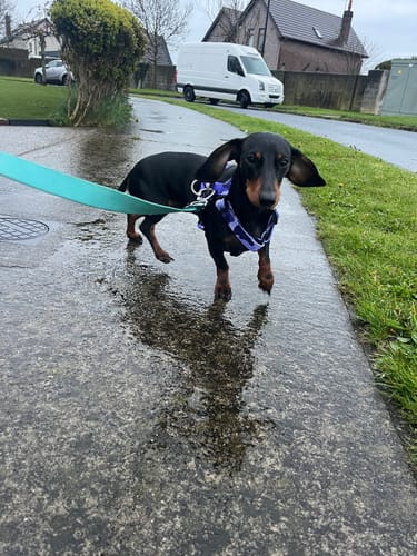 Customer photo review of Camo City Harness