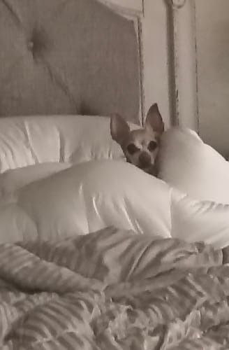 Customer photo review of MarshMellow Comforter