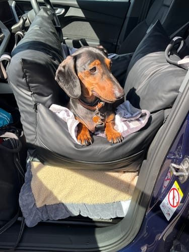 Customer photo review of The Dog Dock V2 New & Improved with ISO Fix