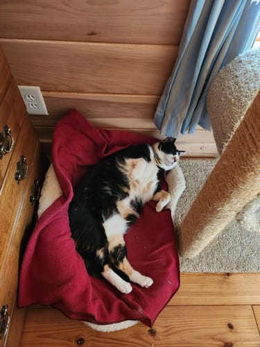 Customer photo review of 2x Blisso Advanced Cat Probiotic | Cat Probiotic for Diarrhea & Kidney Support