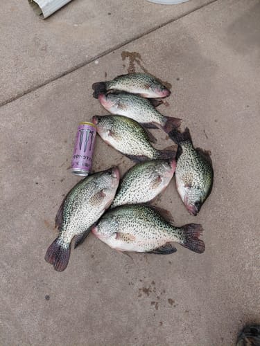 Customer photo review of Fluorescent Chartreuse