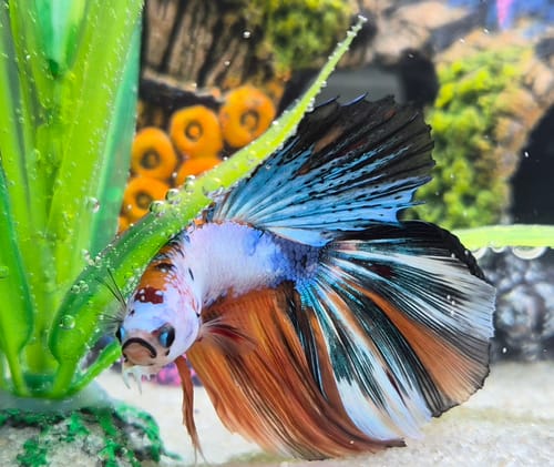 Reviewer's colorful Multicolor Halfmoon Male Betta fish showing its blue, orange, and black fins in an aquarium.