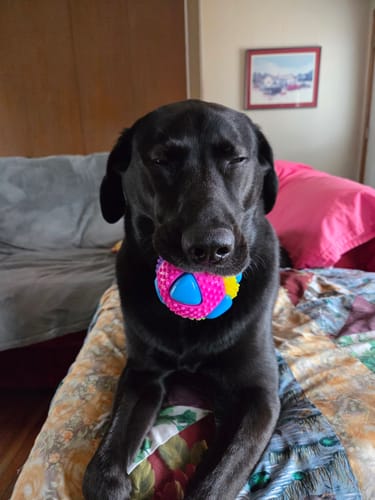Customer photo review of Belly Buddies Probiotics for Dogs