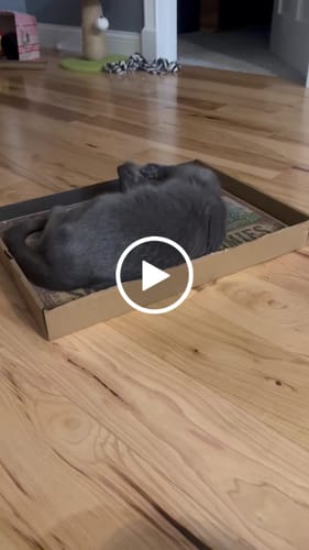 Customer video review of Shroomie Zoomies - Luxury Cat Scratching Board