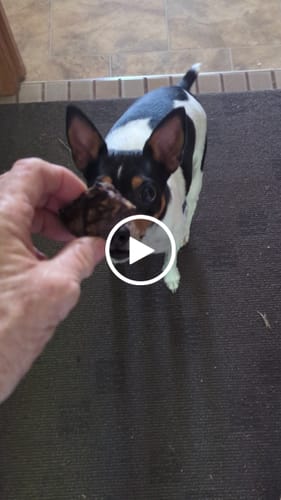 Customer video review of Aussie Beef Puffs (High value treats)