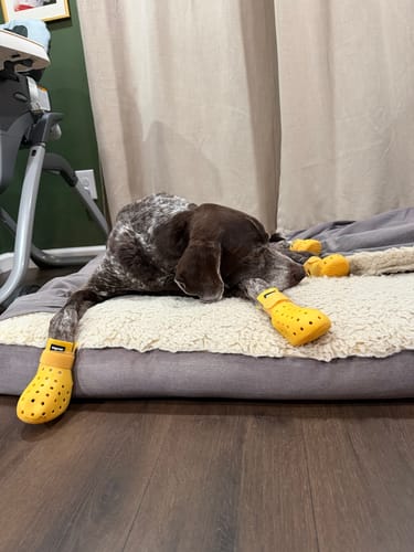 Customer photo review of WagWellies® Mojave