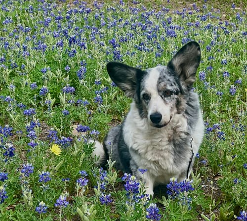 Customer photo review of OptiWize Collagen +Plus Dog and Cat Joint Health Supplement