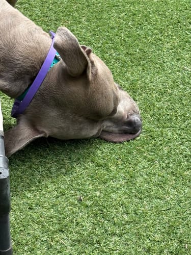 Close-up of a customer's calm dog wearing the purple Express Handling collar while lying on grass.