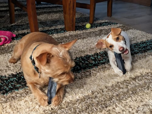 Reviewer's two dogs lying on a rug, each actively chewing on a Blueberry Yak Chew.